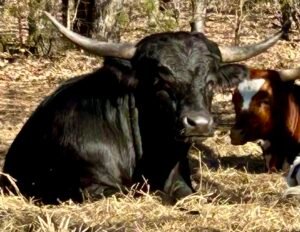 BWM AND LIL BIT 1 300x232