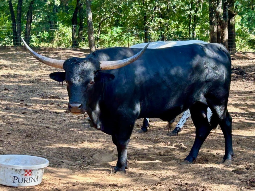 Black Whiskey Moon 1 1024x768