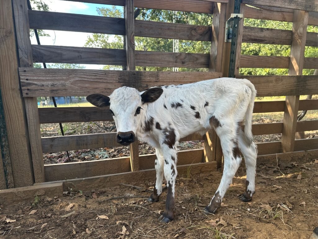 Available Longhorns black and white heifer