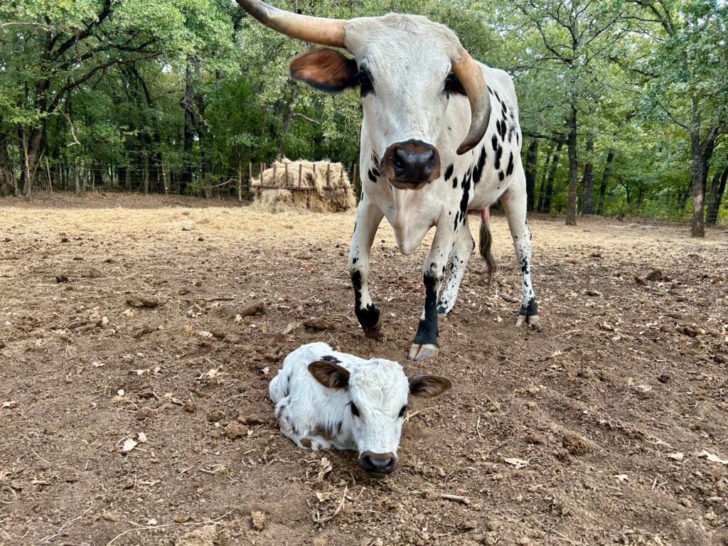 Available Longhorns img 9891