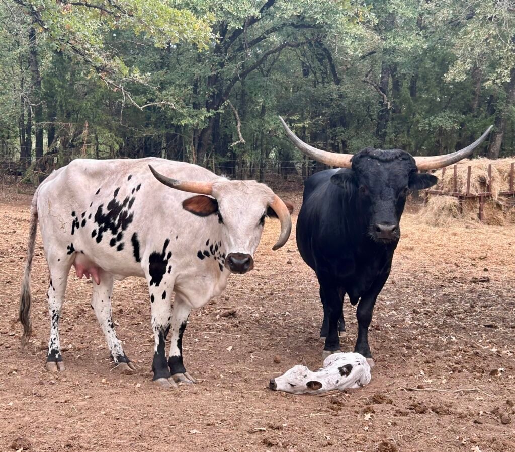 Available Longhorns img 9897